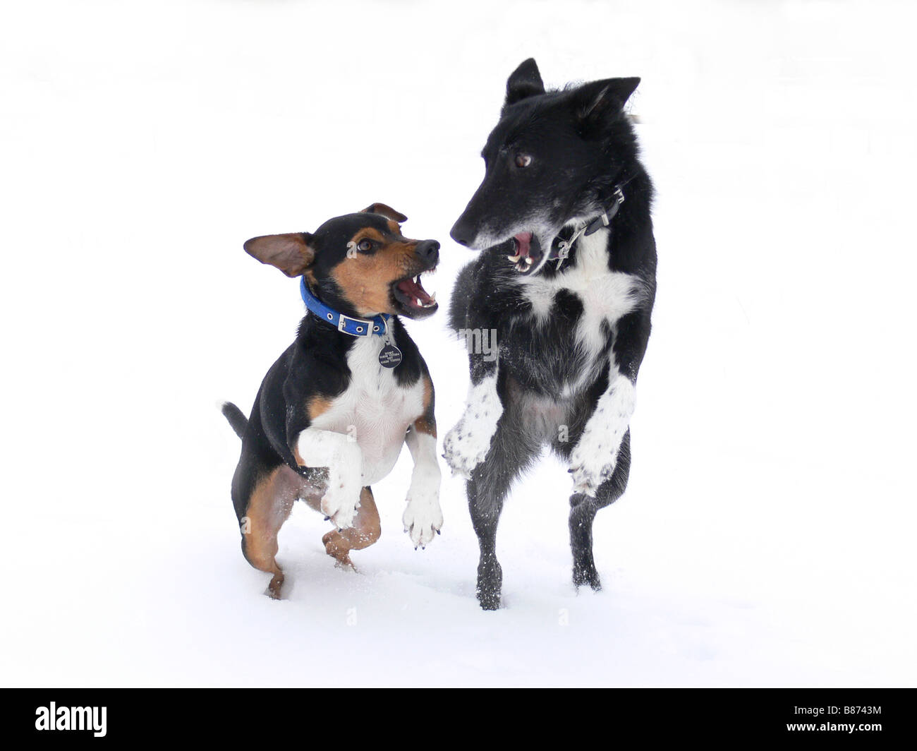 Dogs Cut Out Stock Images & Pictures Alamy