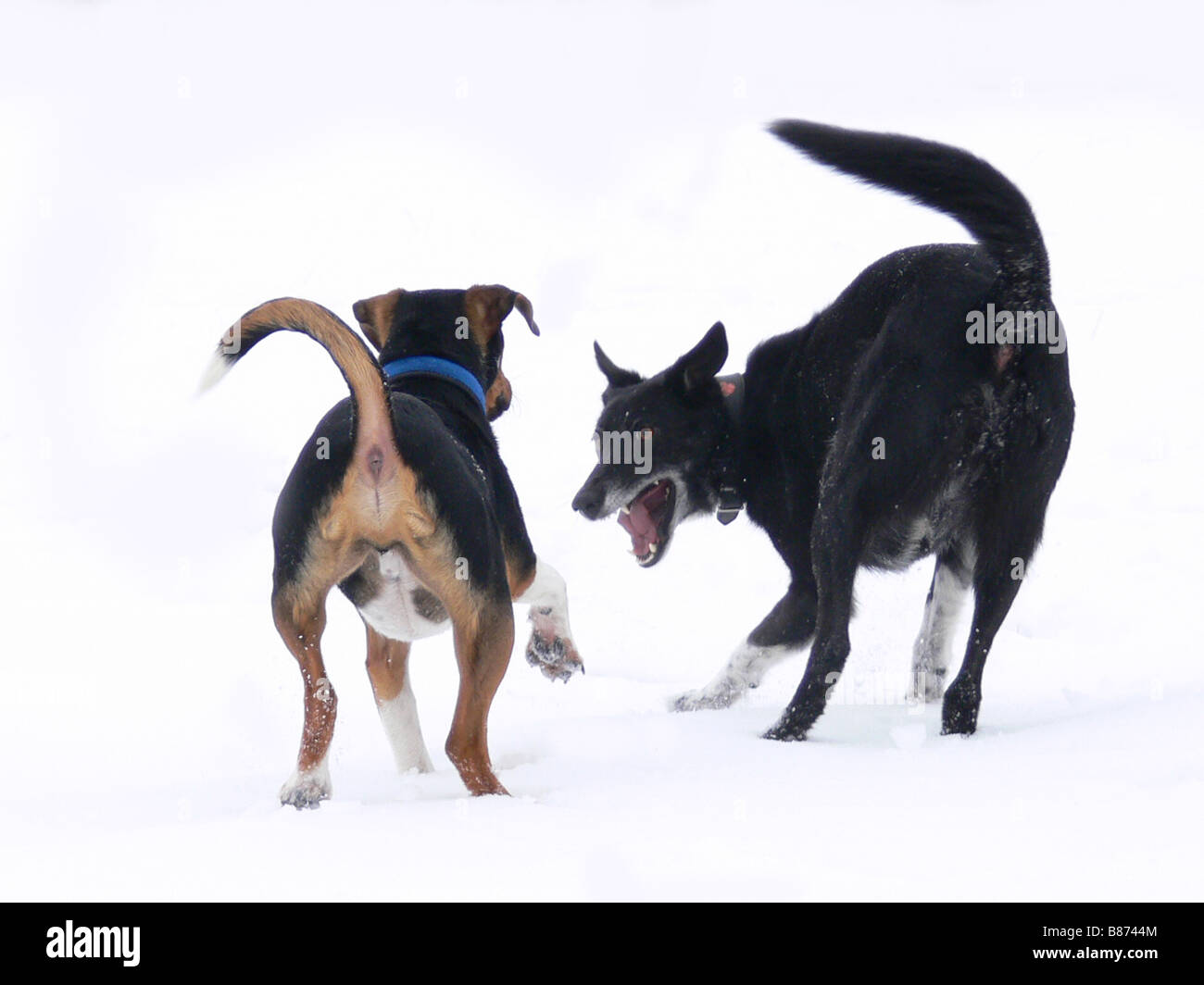 Dogs playing in the snow Stock Photo - Alamy
