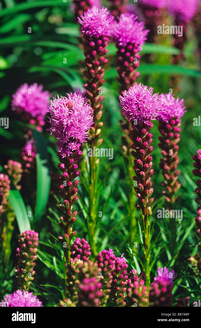 A group of flowering Liatris spicata Kobold Stock Photo