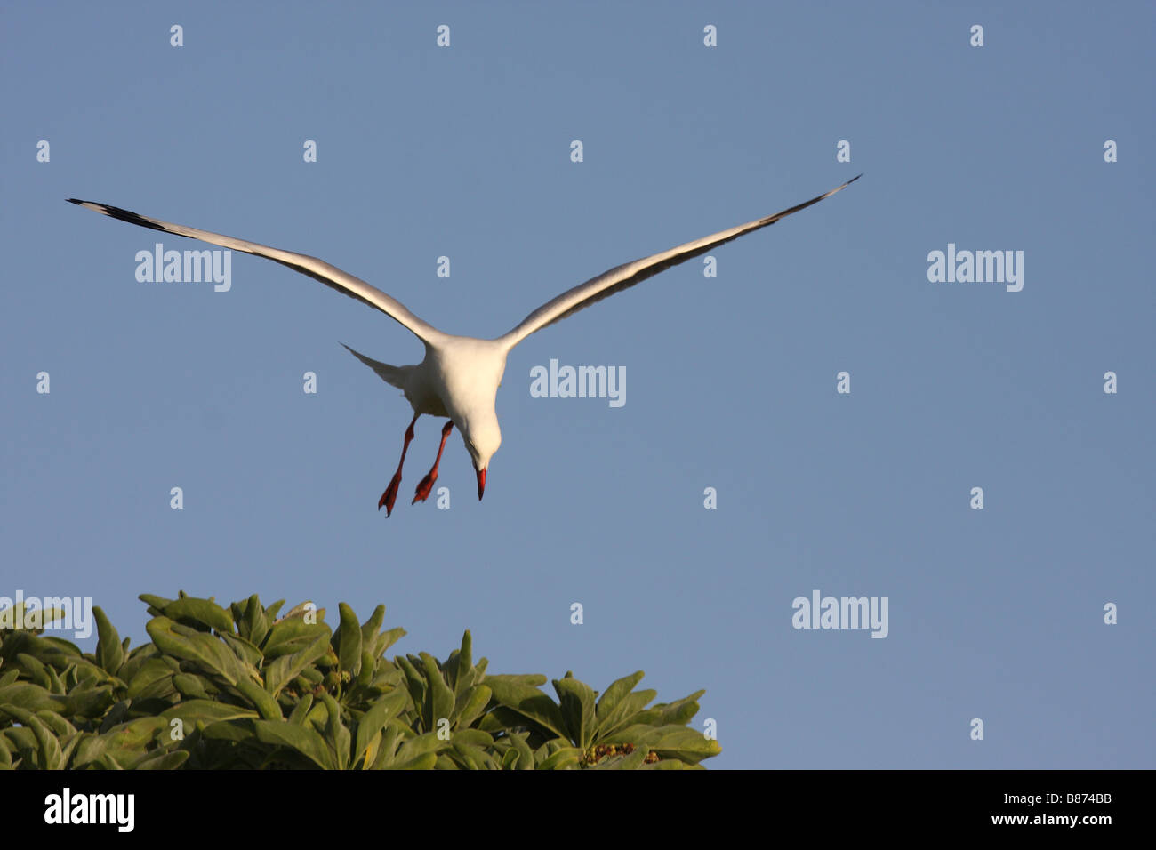 Silver gull hovering over a tree looking for chicks Stock Photo