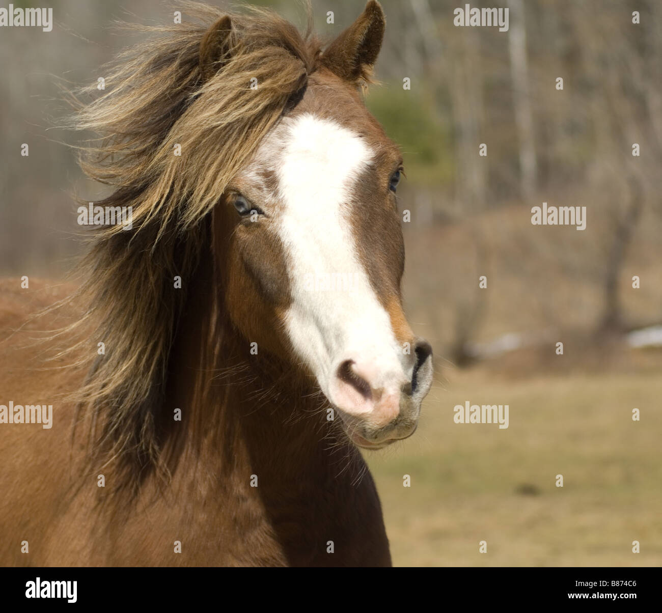 Frankie the Pony running in Maine Stock Photo