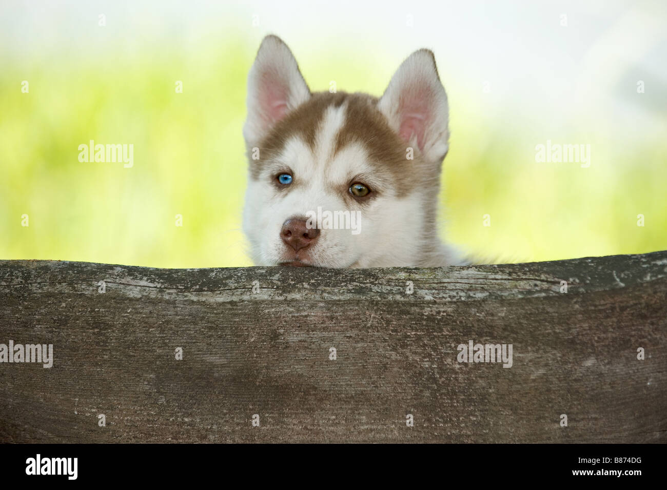 Siberian Husky dog puppy at fence Stock Photo Alamy