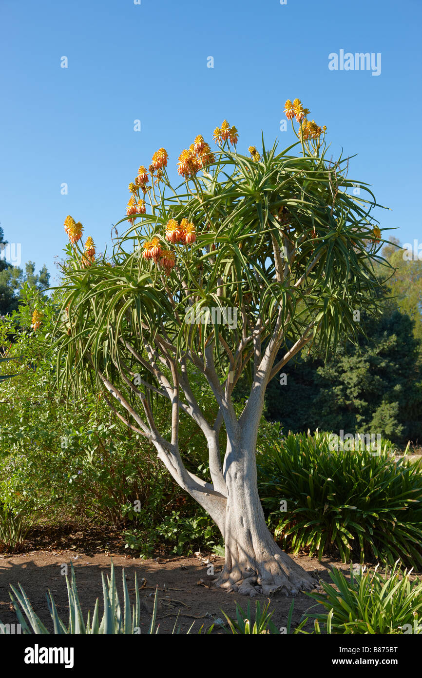 Tree aloe. Los Angeles County Arboretum and Botanic Garden, Los Angeles, California, USA. Stock Photo