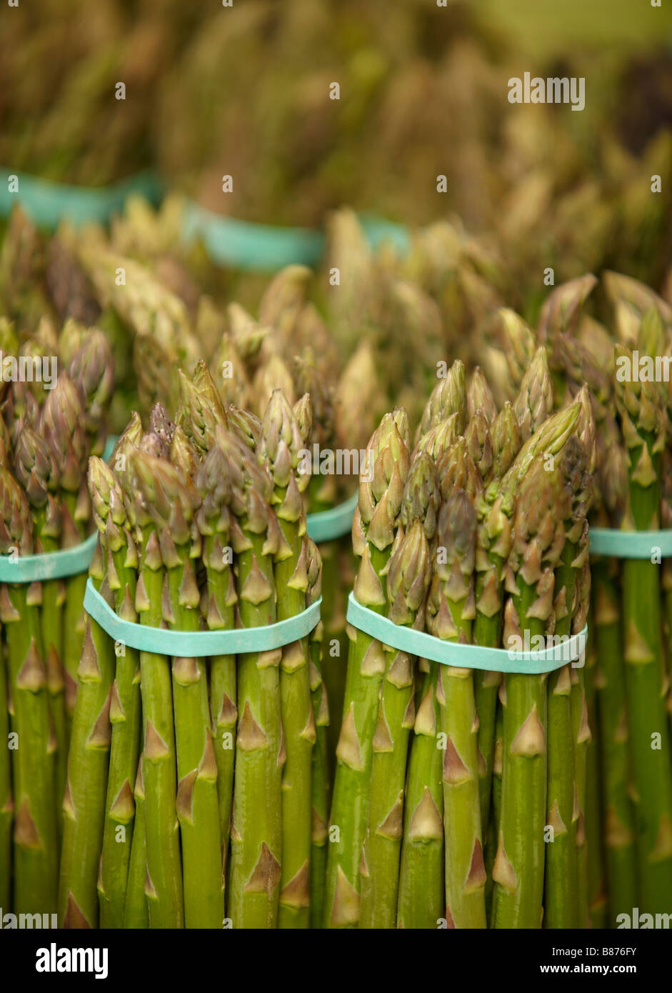 food, asparagus, Stock Photo
