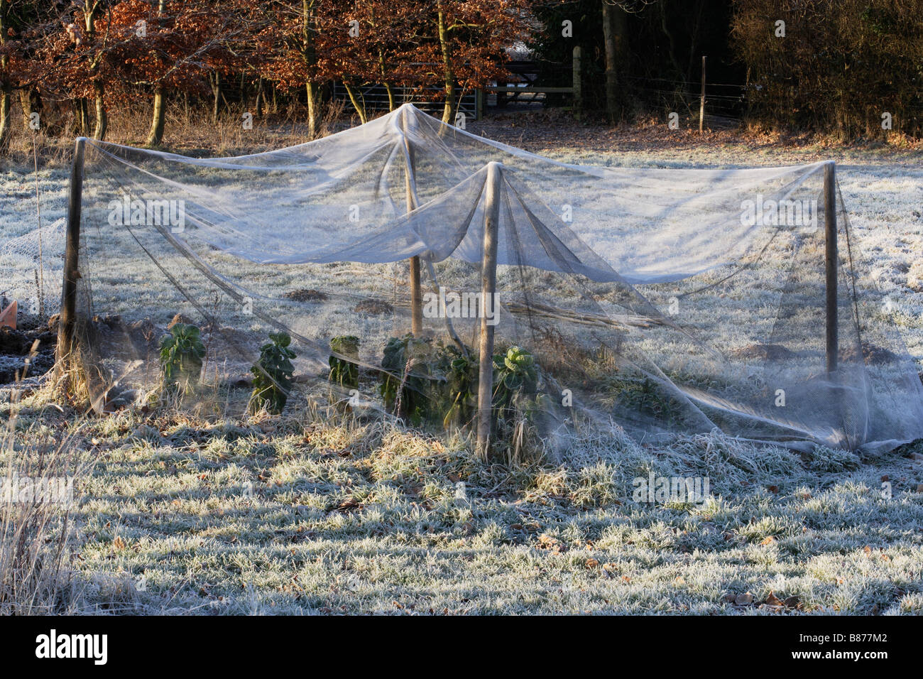 Vegetable plot in winter Stock Photo