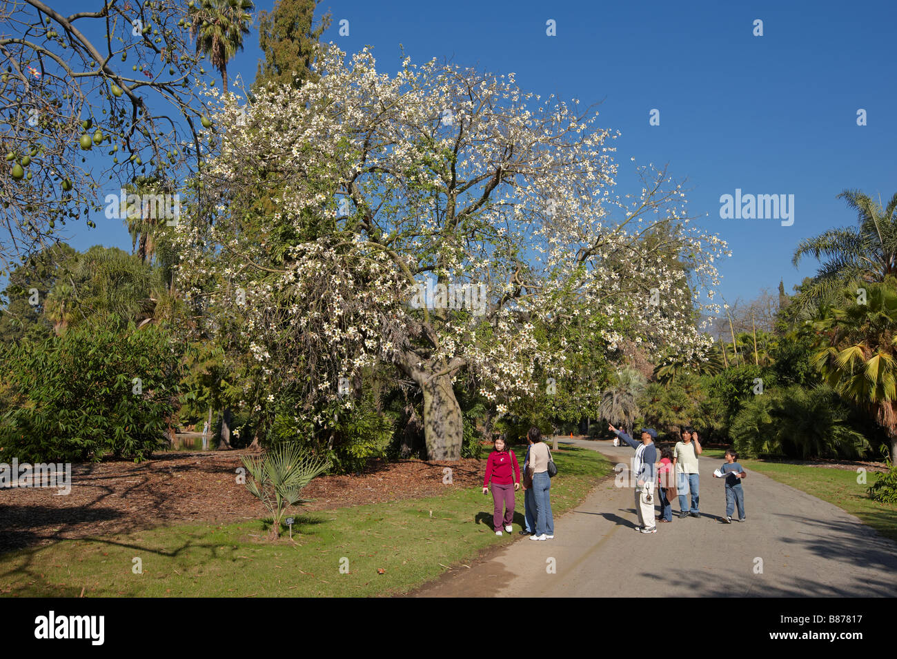 Visitors look at White Floss Silk Tree. Los Angeles County Arboretum and Botanic Garden, Los Angeles, California, USA. Stock Photo