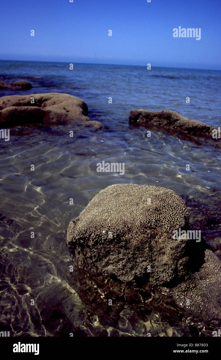 Reef structure by Honeycomb worm, Sabellaria alveolata, in Mediterranean sea Stock Photo