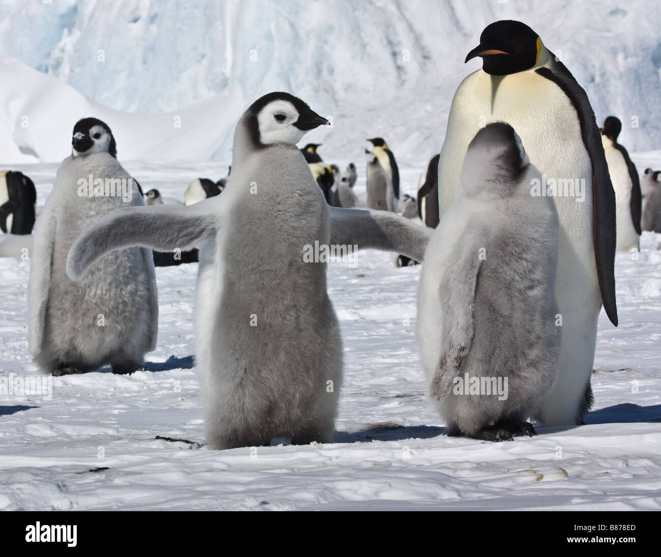 Emperor Penguins At The Snow Hill Island Rookery, Antarctica Stock ...