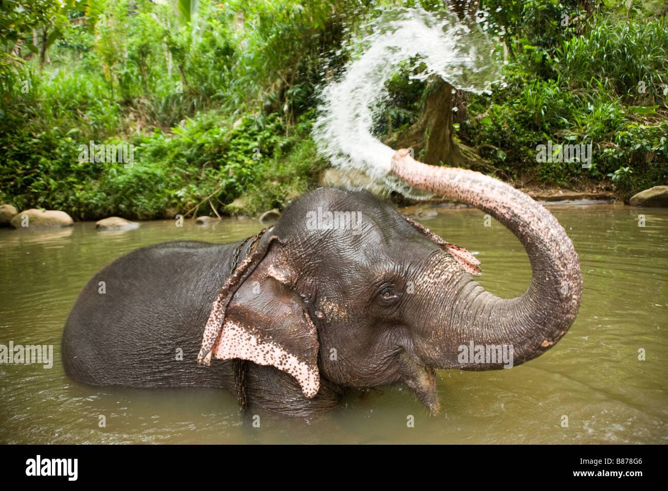 Elephant washing in river Sri Lanka 3697 Stock Photo Alamy