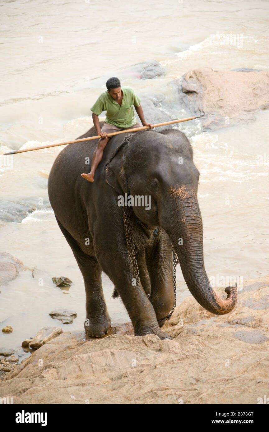 Elephant ridden out of river Sri Lanka 3697 Stock Photo Alamy