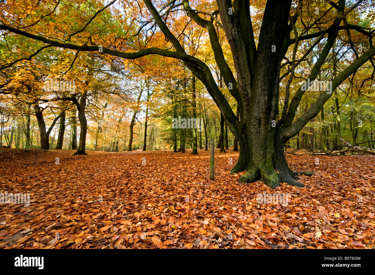 Beech Tree Woodland on The Edge, Alderley Edge, Cheshire, England, UK ...