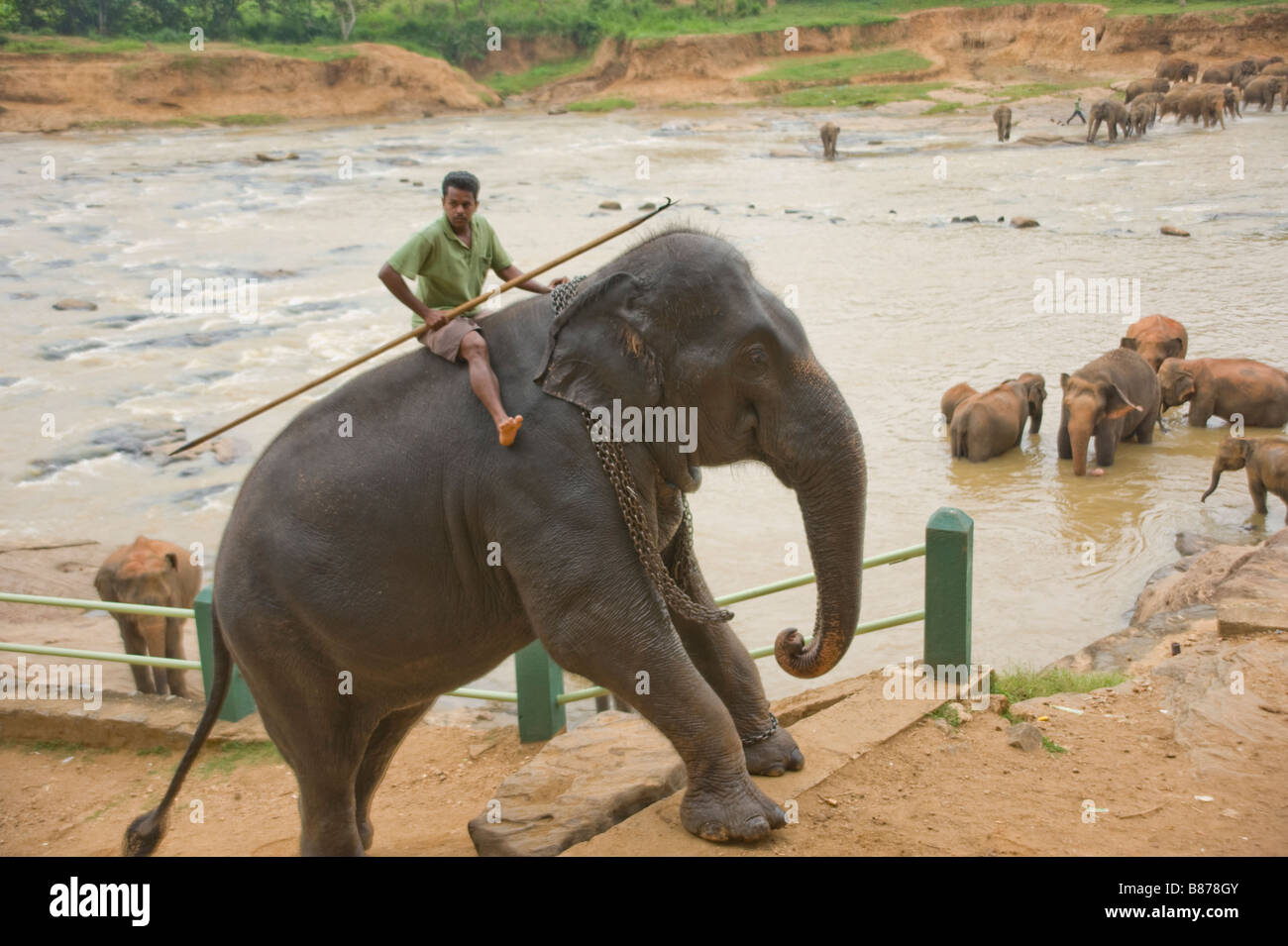 Elephant ridden out of river Sri Lanka 3697 Stock Photo Alamy