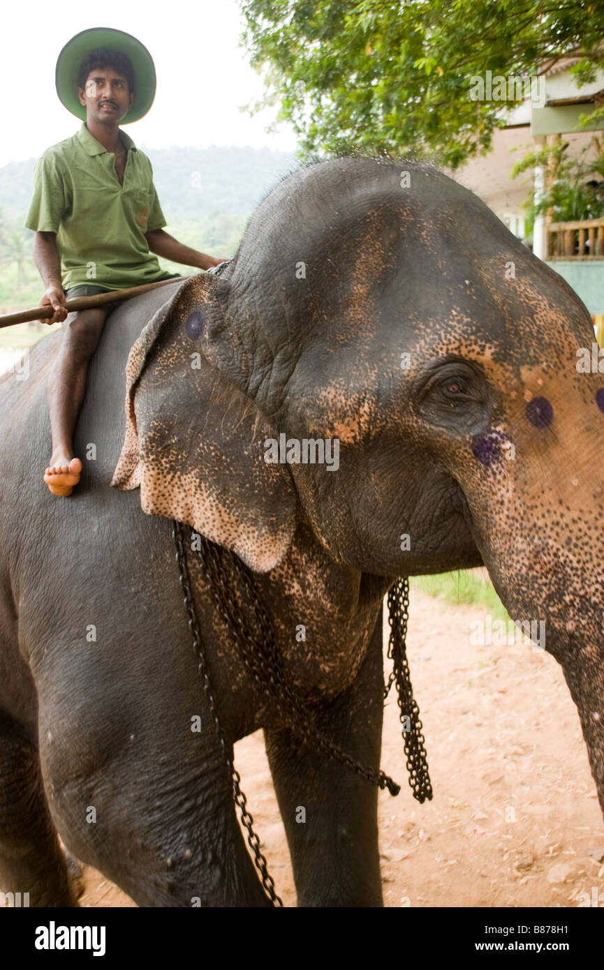Elephant ridden out of river Sri Lanka 3697 Stock Photo Alamy
