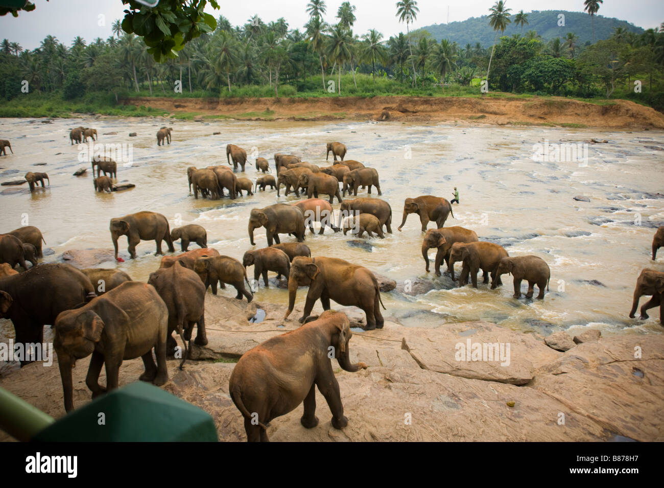 Elephant orphanage in river Kandy Sri Lanka 3697 Stock Photo - Alamy