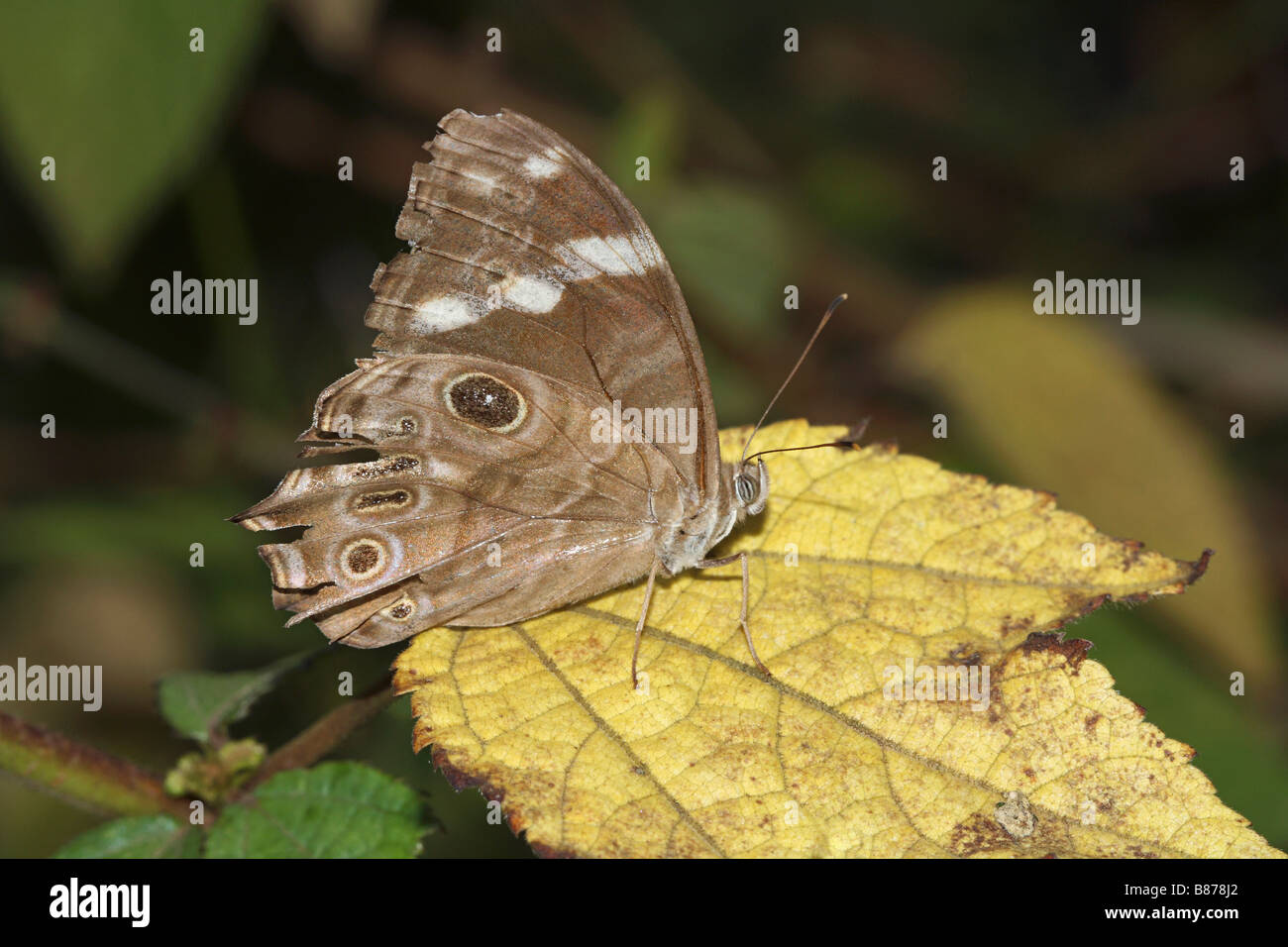 Brown Butterfly, Kaas/ Khaas Plateau, Satara District. Stock Photo