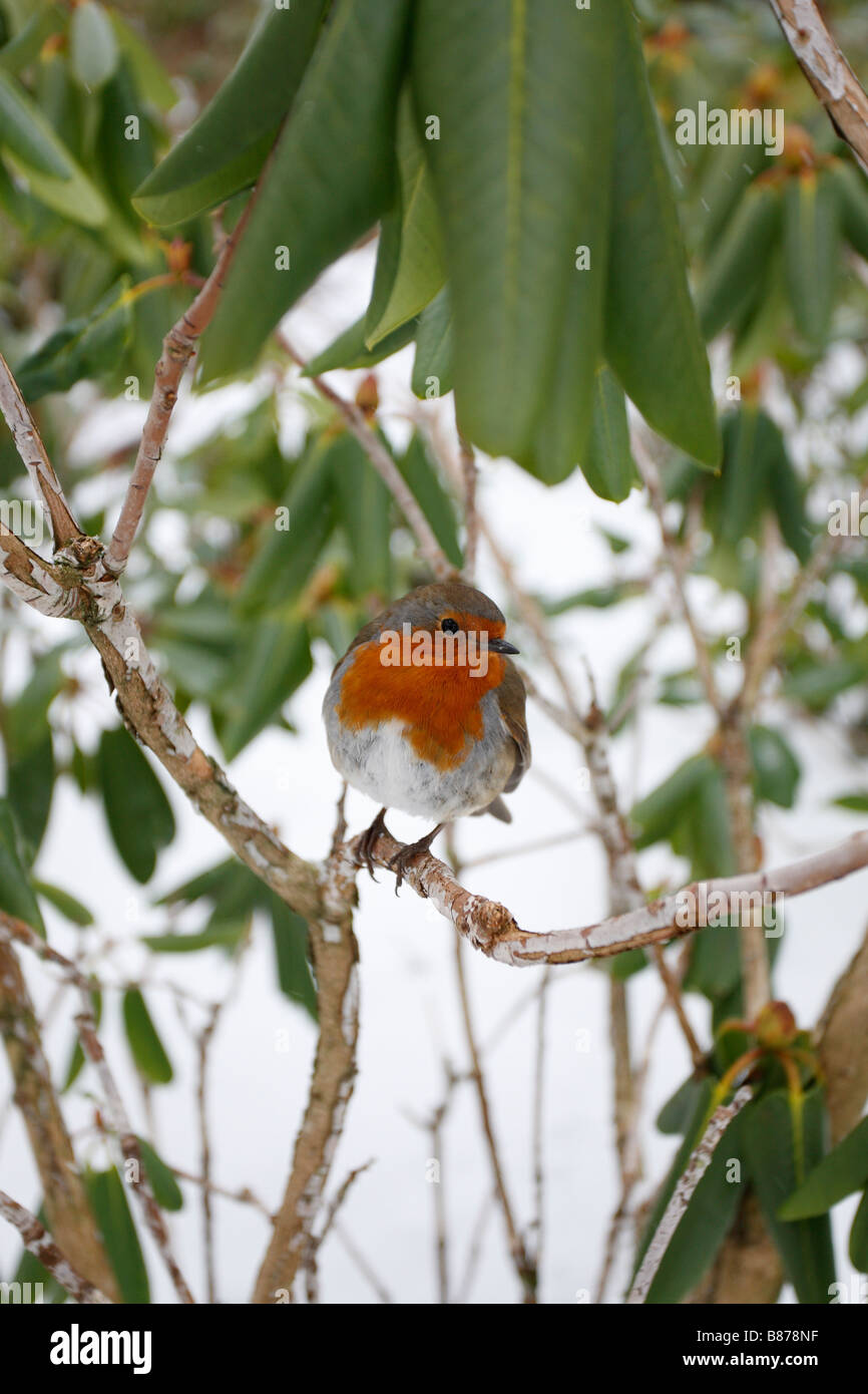ROBIN Erithacus rubecula PERCHING IN RHODODENDRON IN SNOW COVERED GARDEN Stock Photo