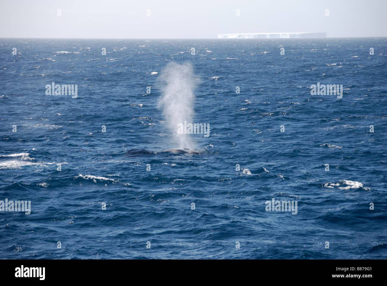Antarctic Fin Whale Balaenoptera physalus spouting on surface Scotia Sea Antarctica Stock Photo