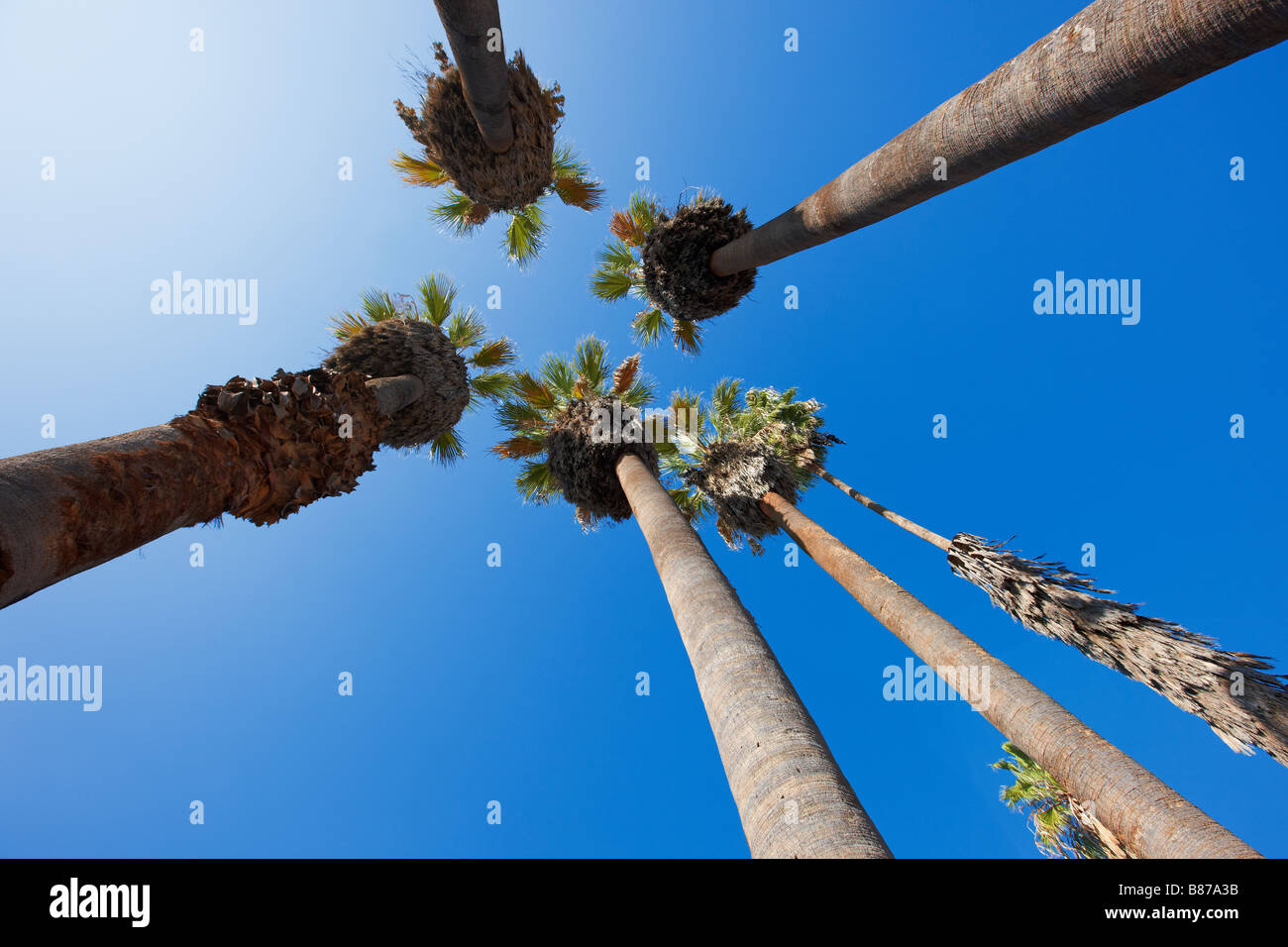 Palm trees. Los Angeles County Arboretum and Botanic Garden, Los