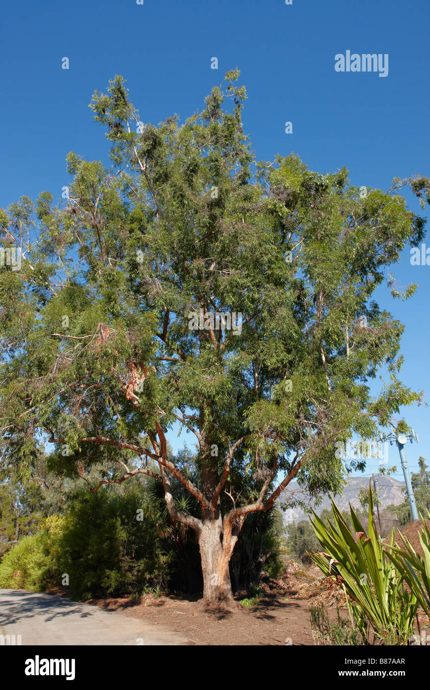 Eucalyptus cloeziana hires stock photography and images Alamy