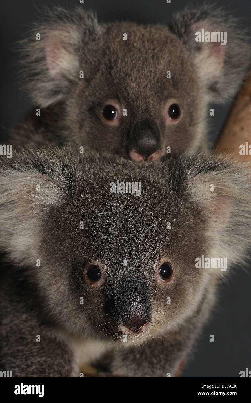 A pair of orphaned Koala joeys from South-east Queensland, Australia Stock Photo