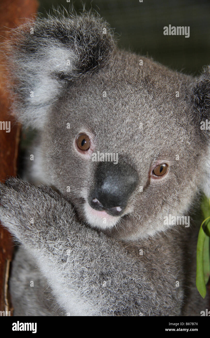 Juvenile Koala from South-east Queensland Stock Photo