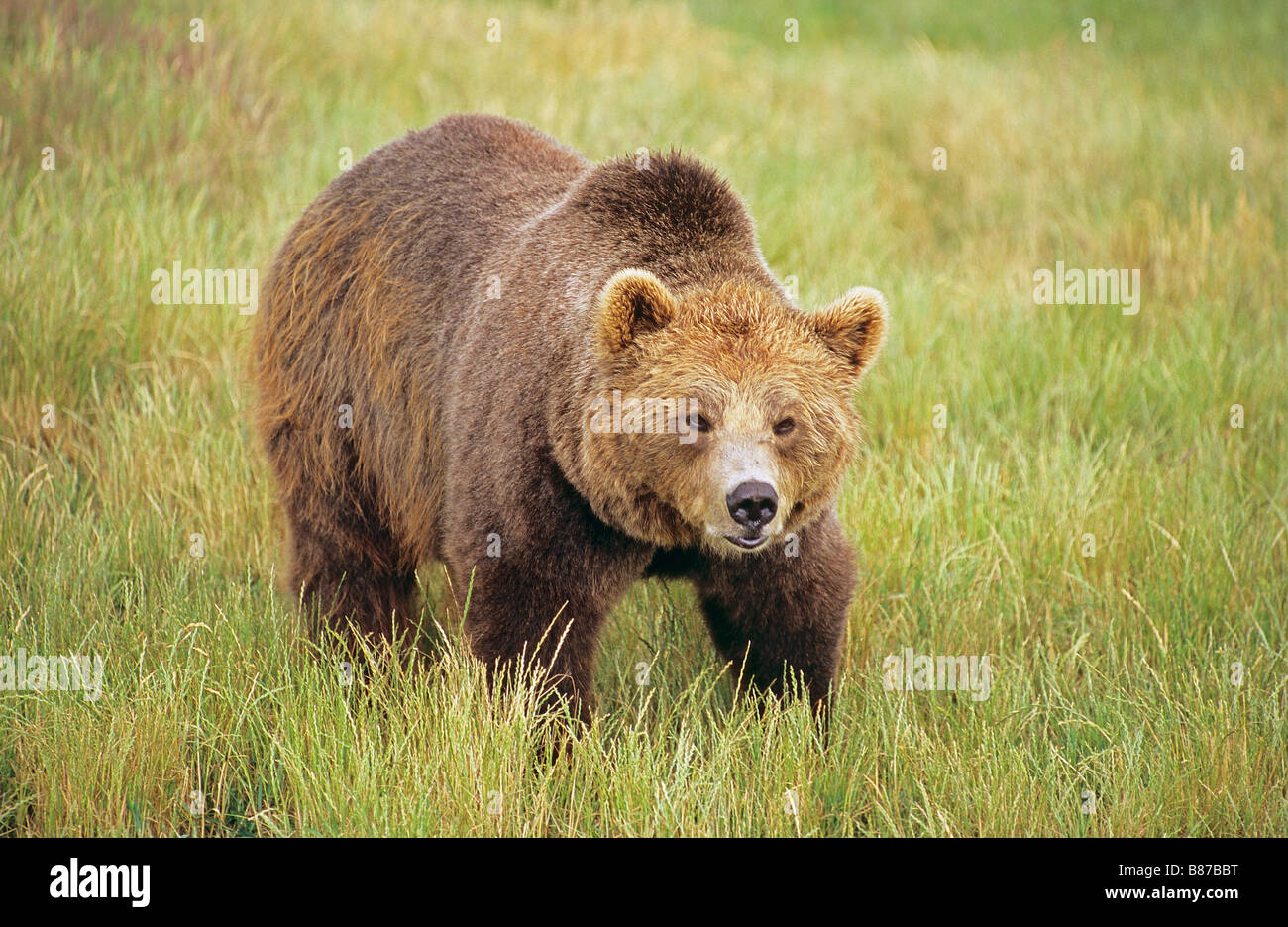 Brown bear - standing on meadow / Ursus arctos - standing in meadow ...