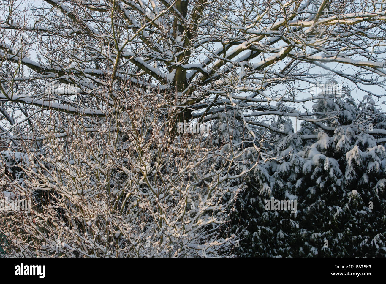 Snow covered shrubs hi-res stock photography and images - Alamy