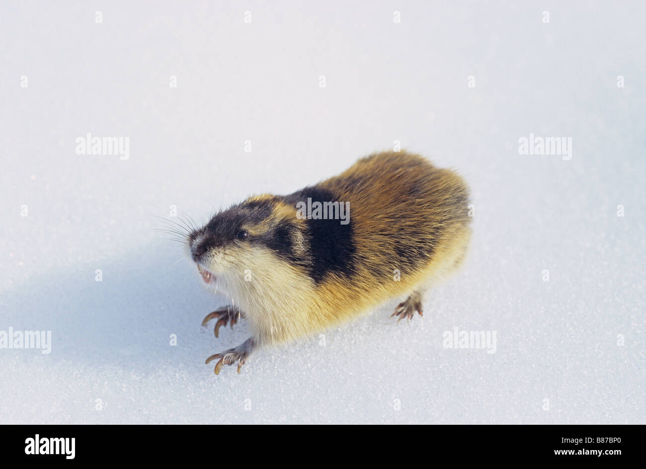 The nature of the Norwegian lemming: 'bloodthirsty, hairy