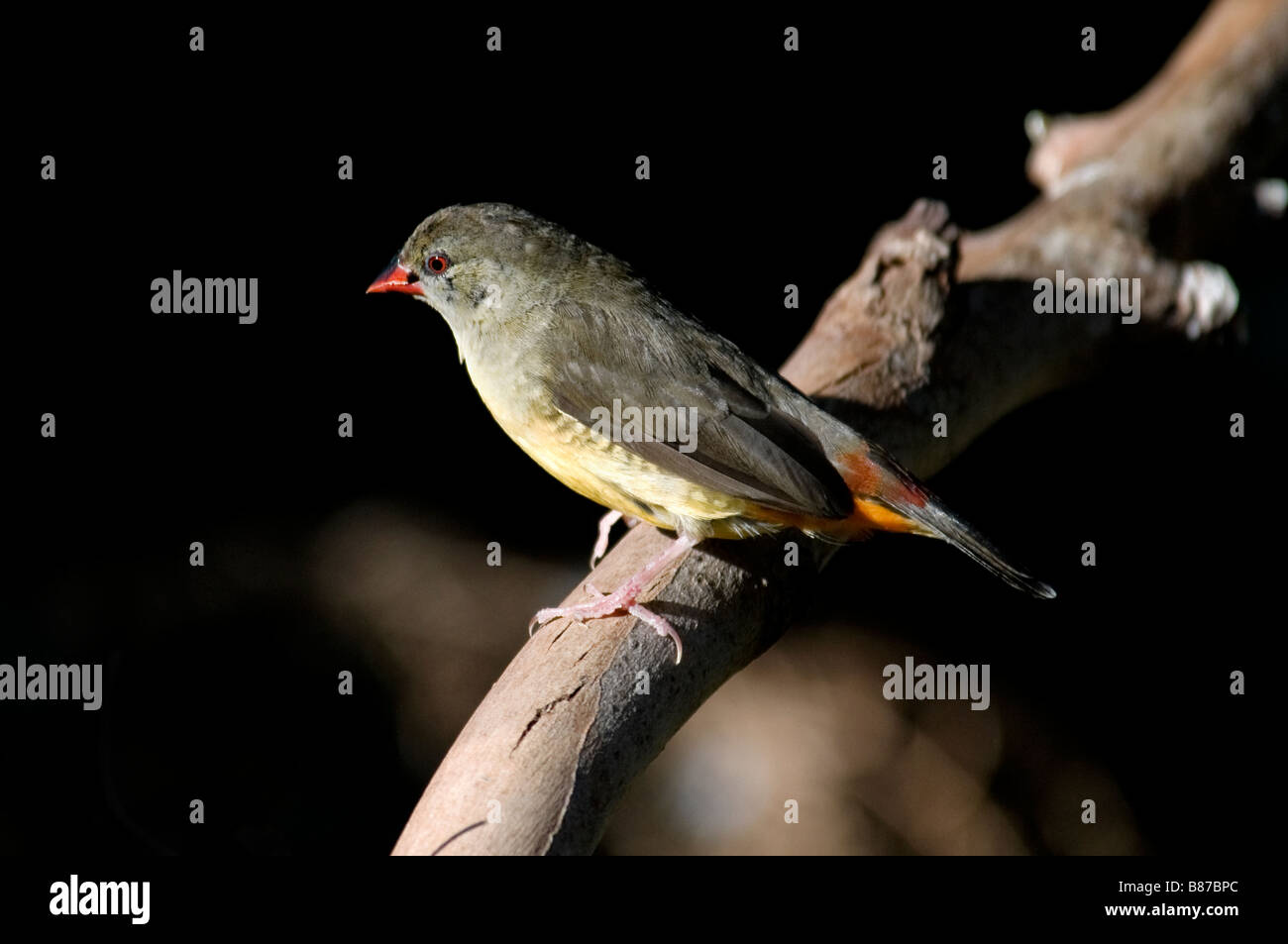 Zebra Waxbill Finch 'Amandava subflava', female Stock Photo