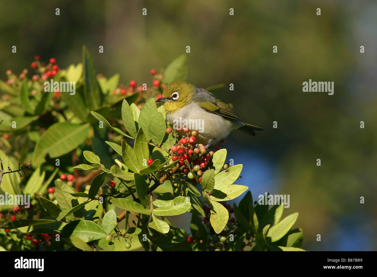 A Silverye feeds on the introduced weed, Broadleaved Pepper tree Stock Photo
