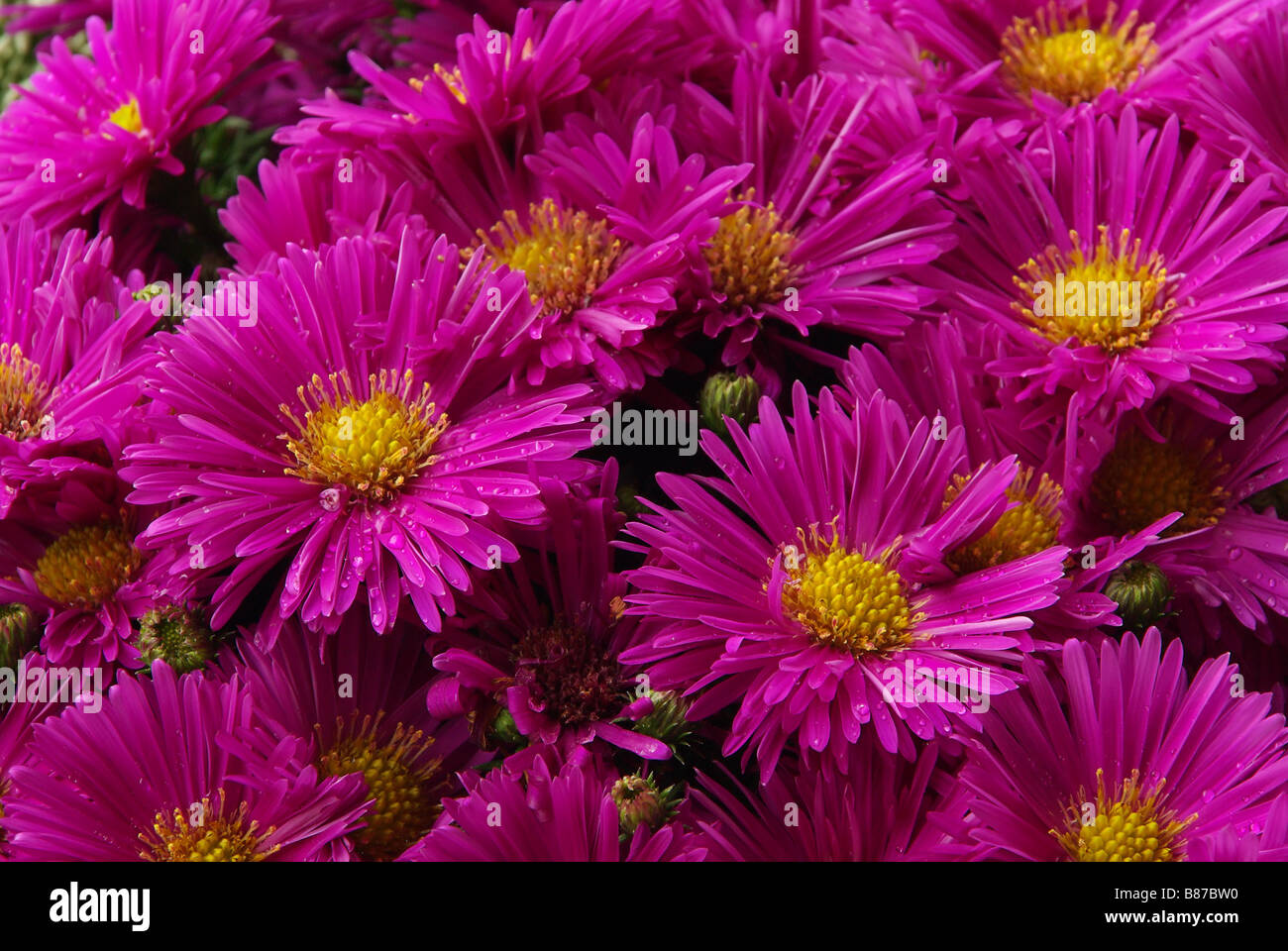 Aster 01 Stock Photo