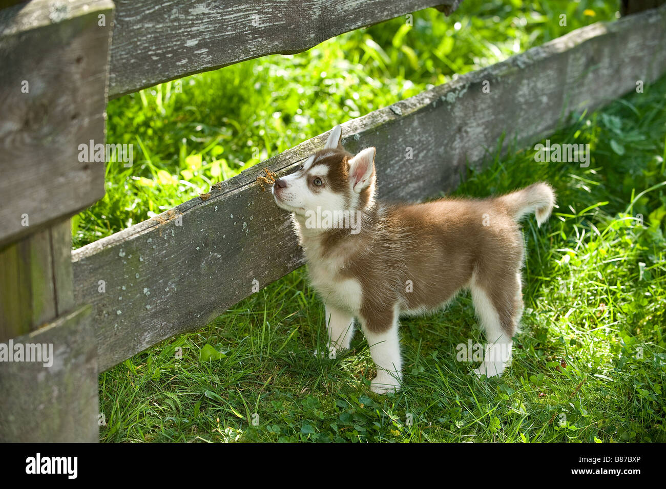 Siberian Husky dog puppy at fence Stock Photo Alamy