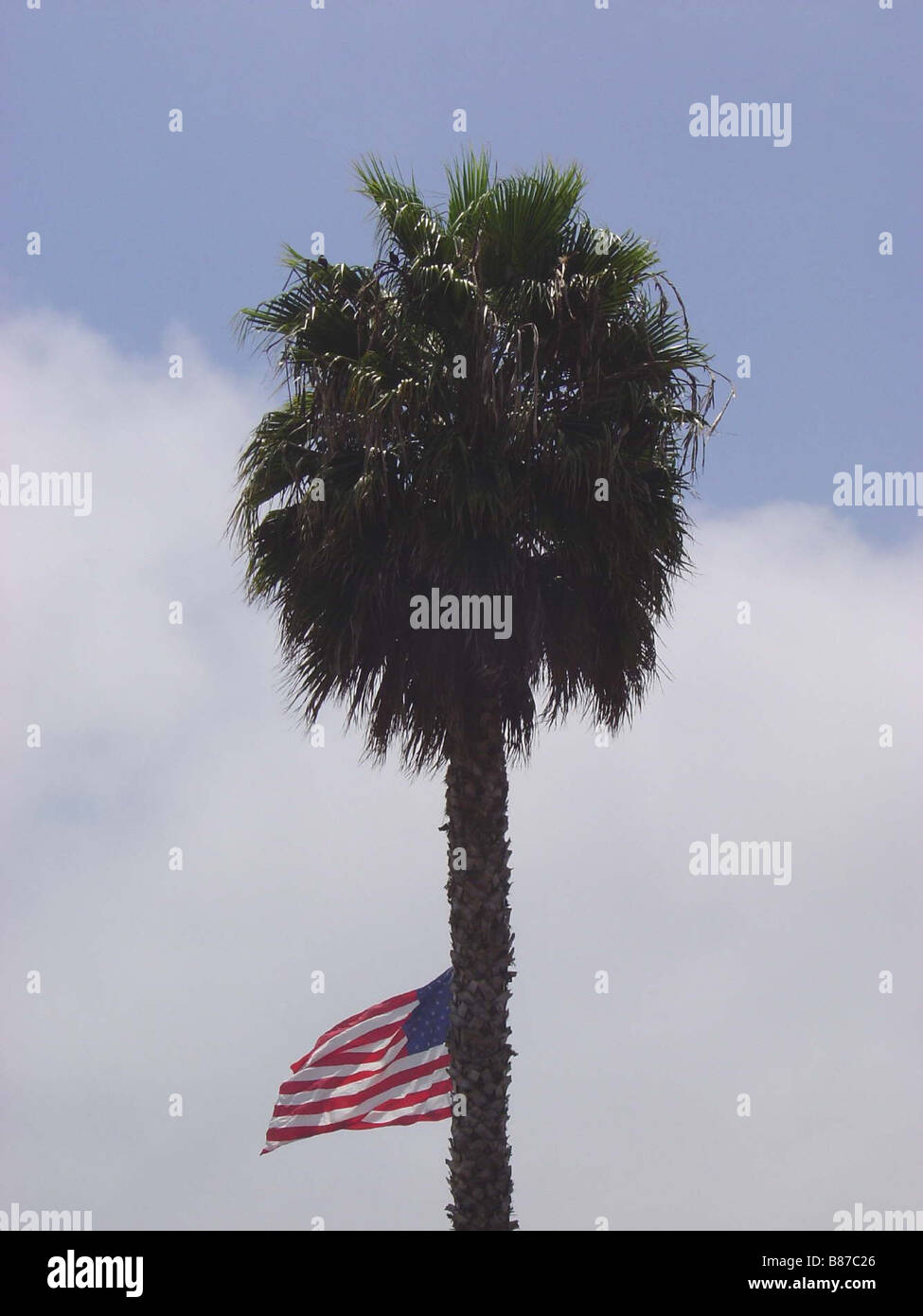 American flag in a palm tree