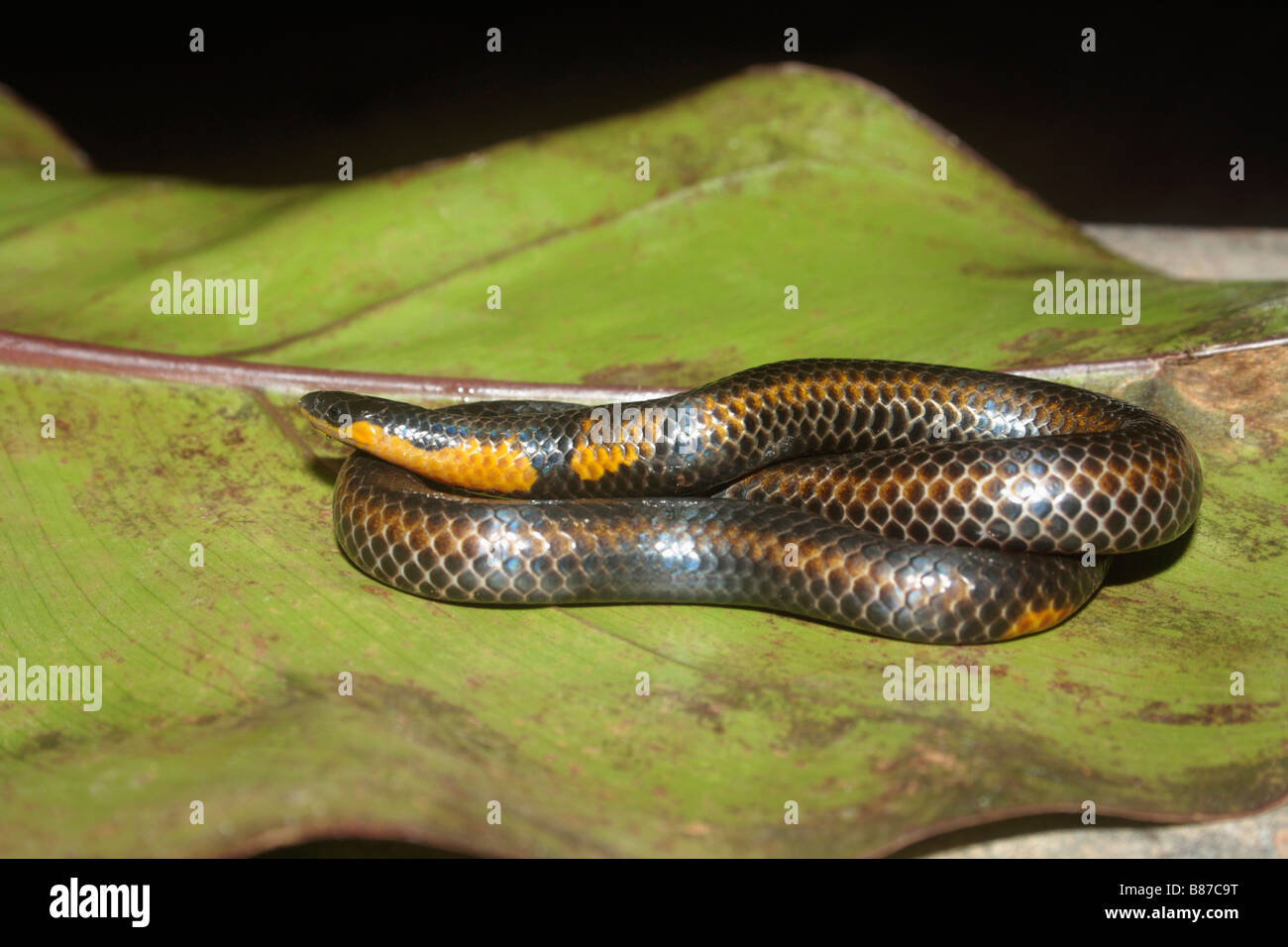 Mahableshwar Shieldtail, Uropeltis macrolepis, mahableshwarensis Mahableshwar, Satara District. Stock Photo