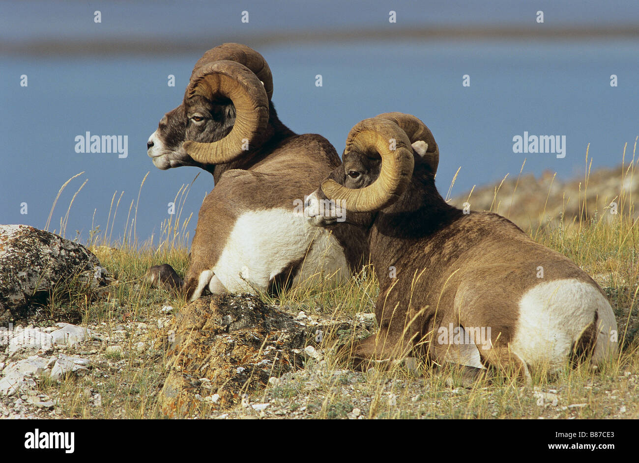 two Bighorn sheep - lying / Ovis canadensis Stock Photo - Alamy