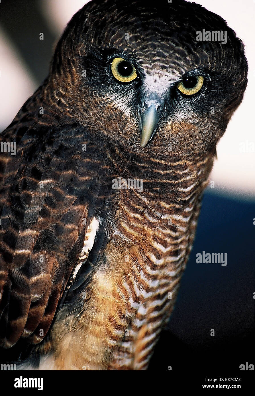 A female Rufous Owl from North Queensland, Australia Stock Photo