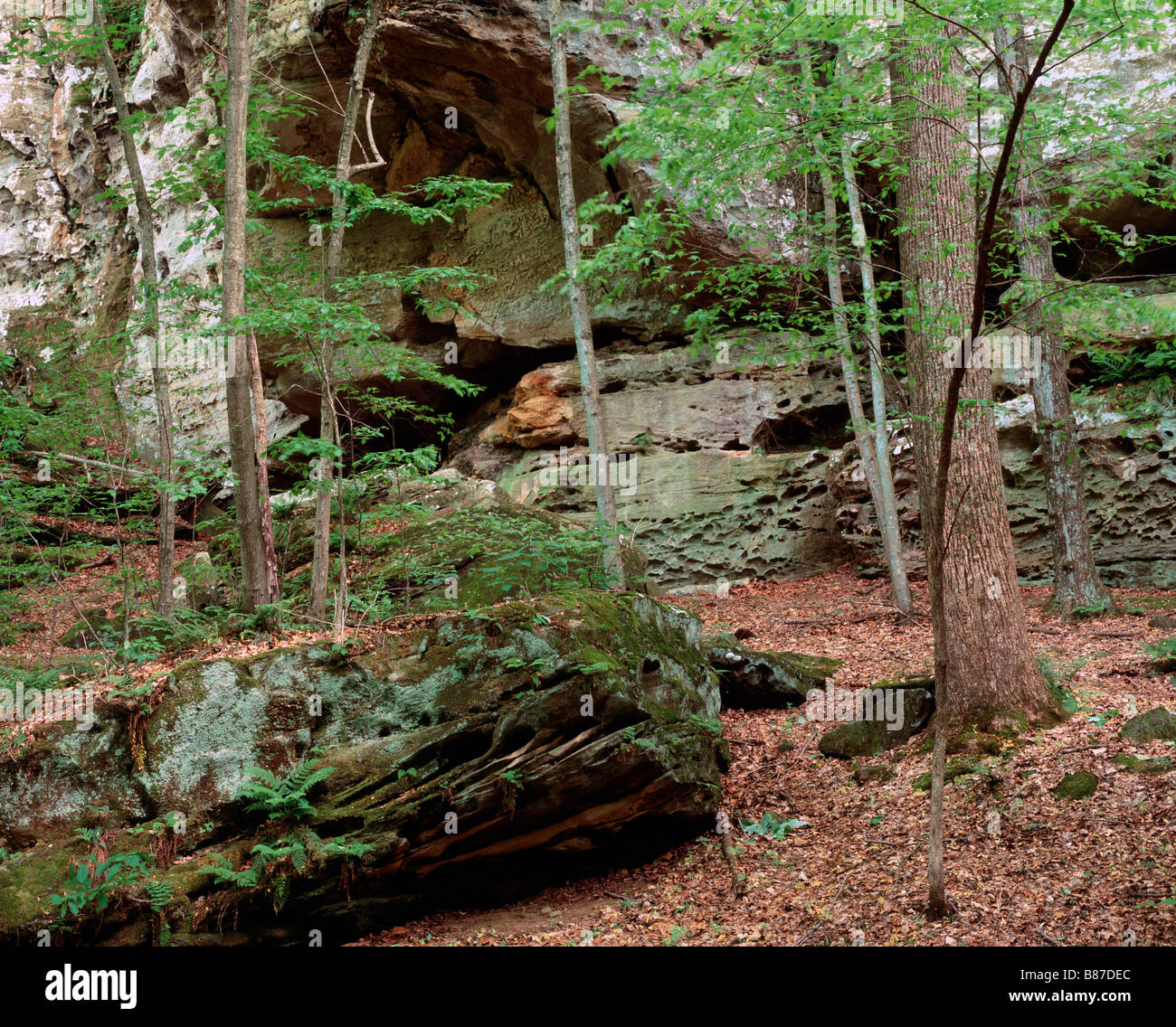 forest and cliff, Ferne Clyffe State Park, Illinois Stock Photo