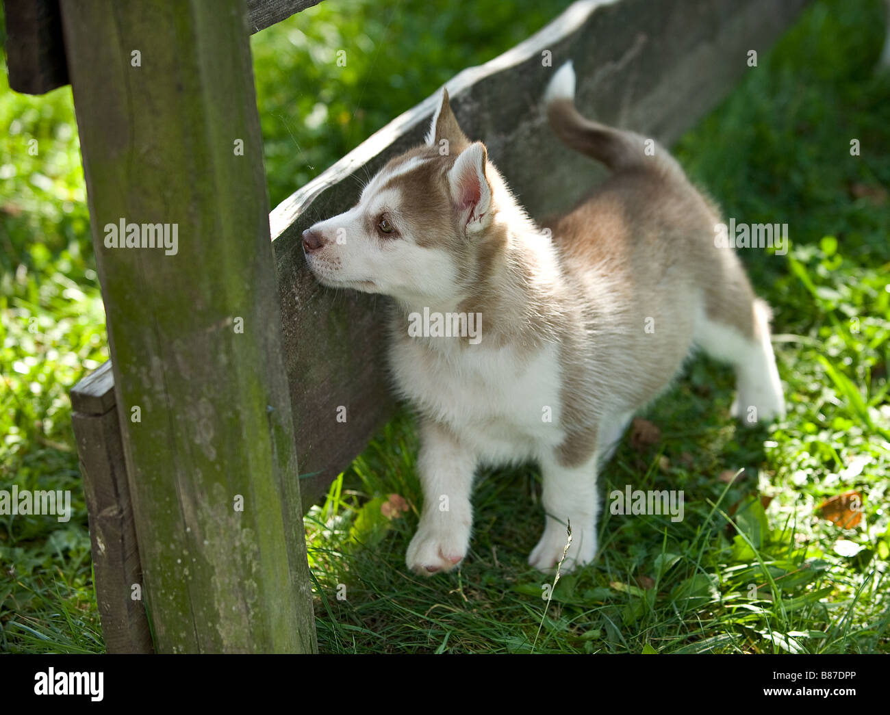 Siberian Husky dog puppy at fence Stock Photo Alamy