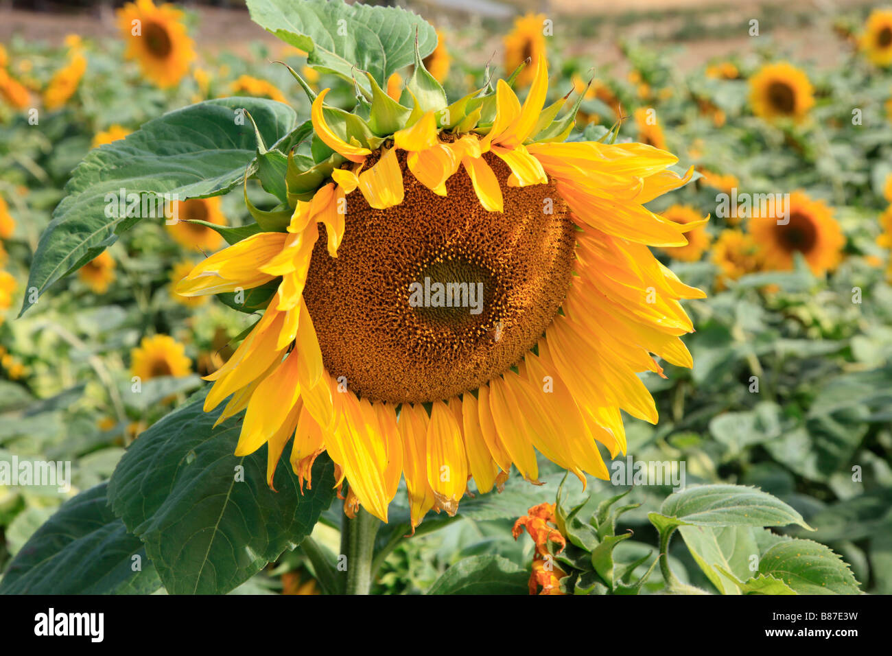 Close up of sunflower head in field Stock Photo