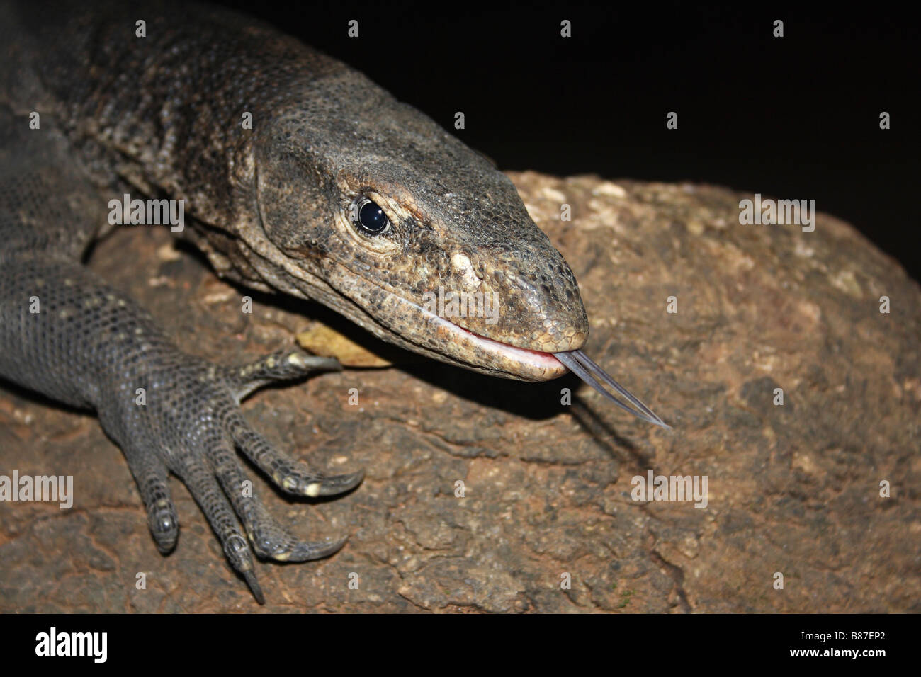 Bengal/Common Indian Monitor, Varanus bengalensis, Marol, Andheri, Mumbai. Stock Photo