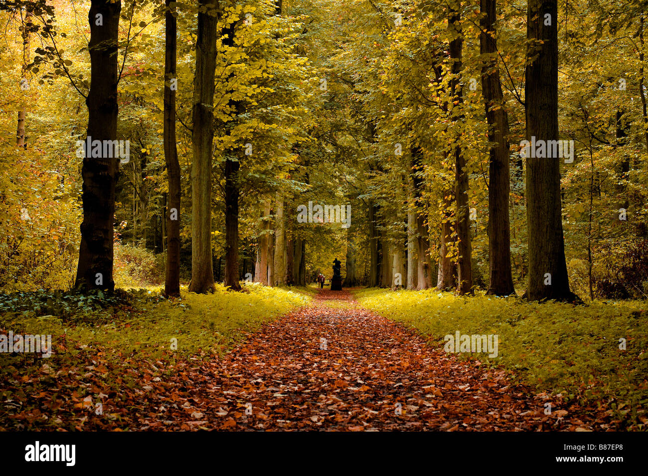 autumn colors in the forest Stock Photo - Alamy