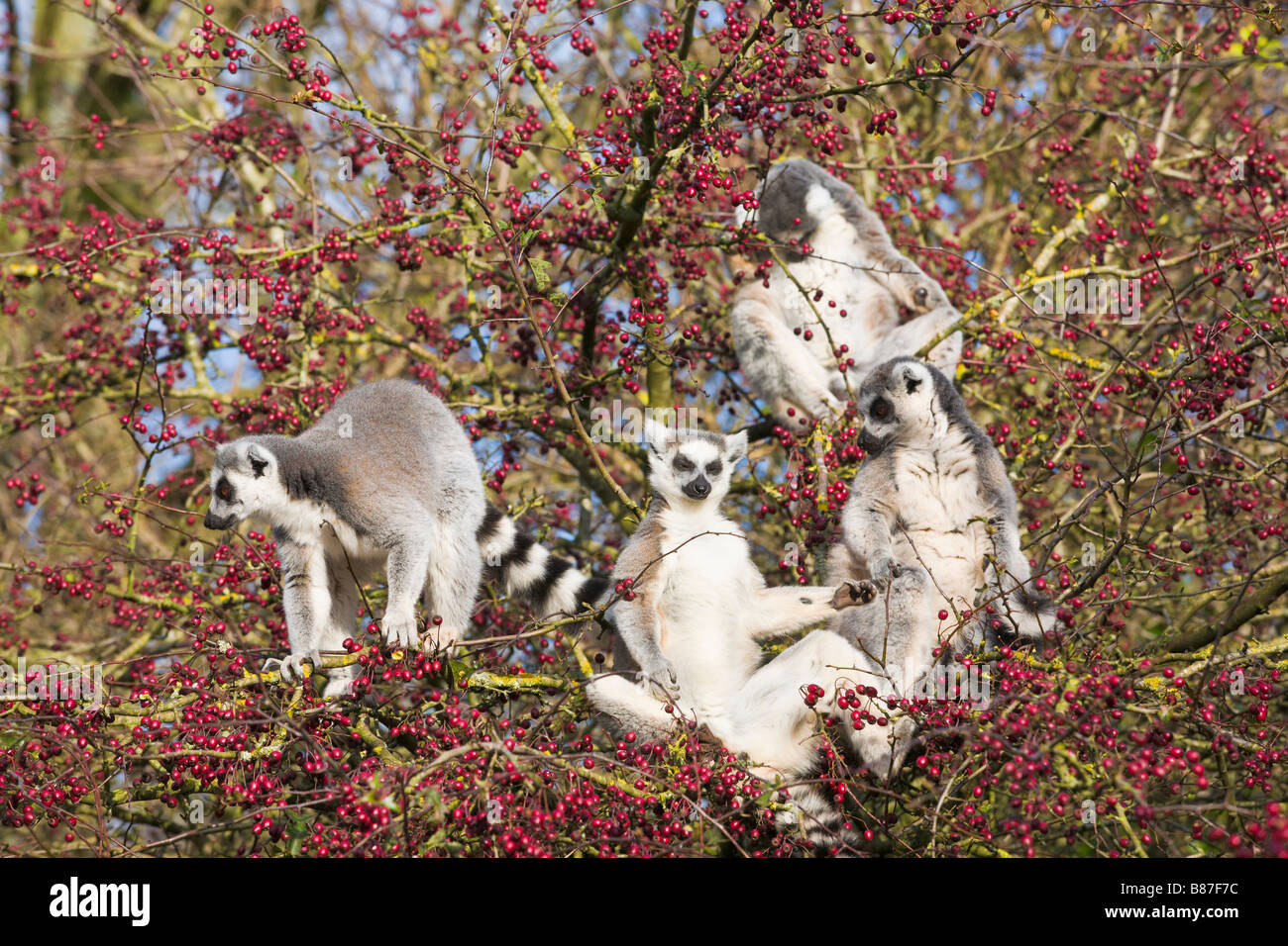 Ring tailed lemurs in a hawthorn tree, in captivity Stock Photo