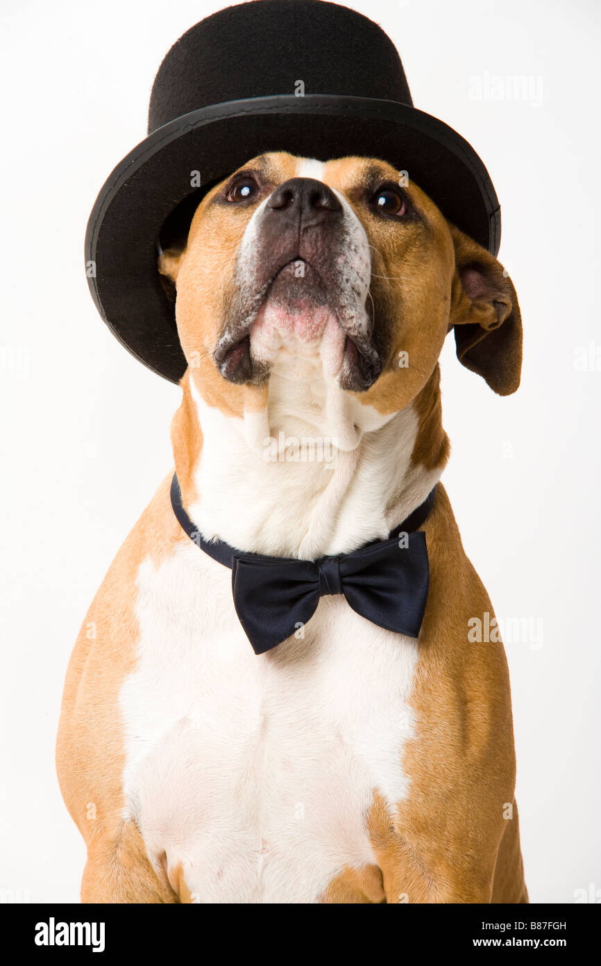 dog with a hat Stock Photo