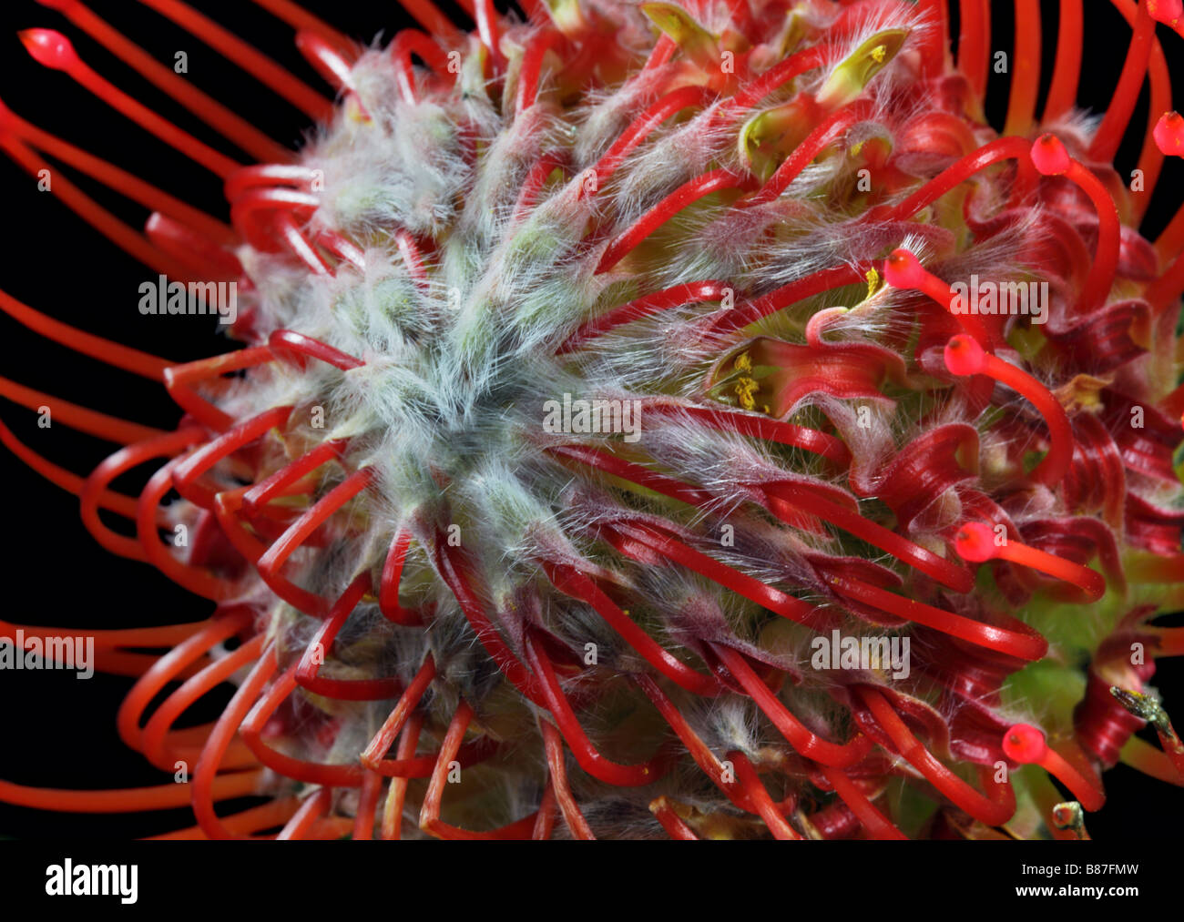 Red Protea Flower Stock Photo
