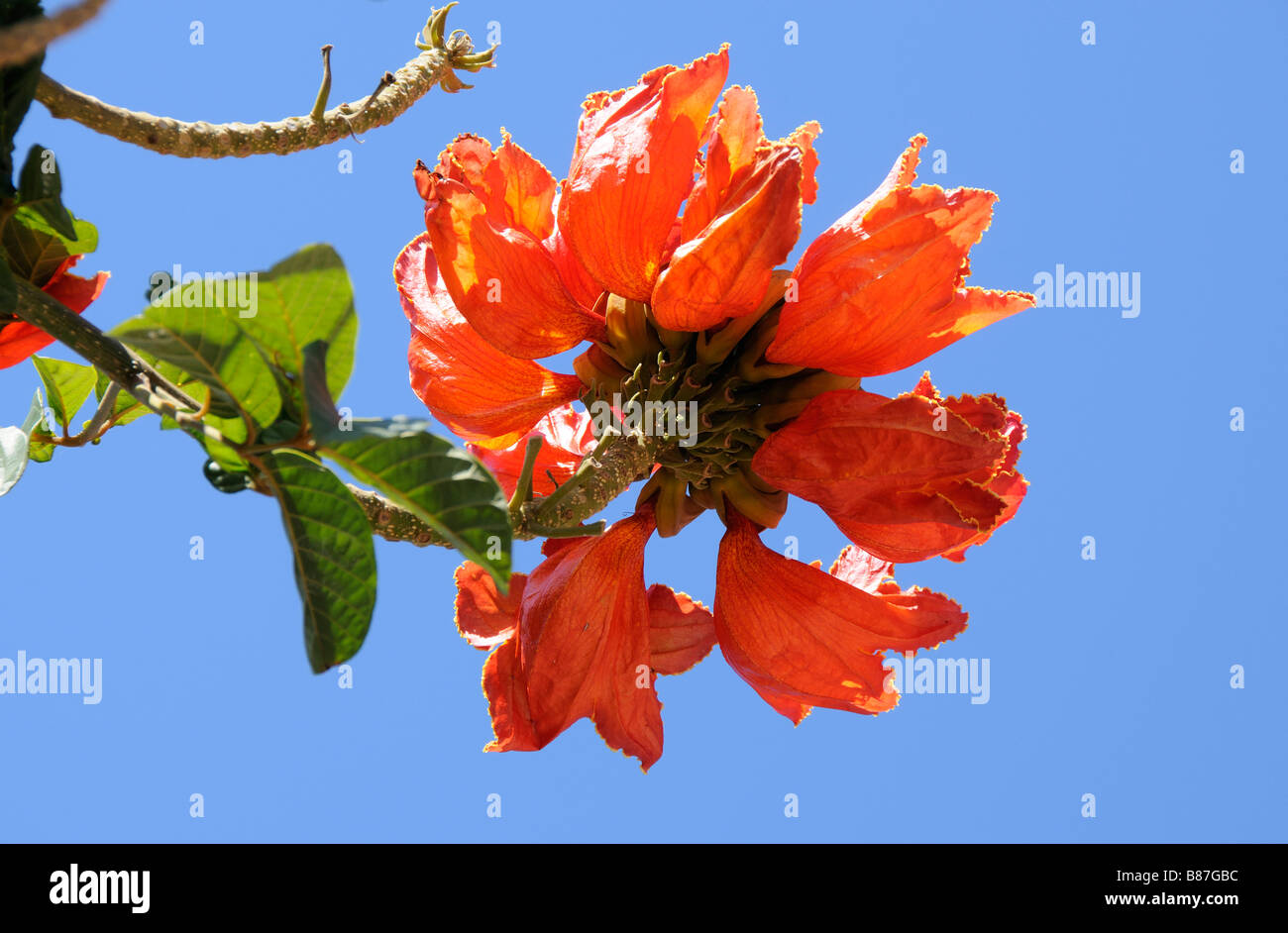 Spathodea campanulata a scarlet coloured flower in bloom Stock Photo
