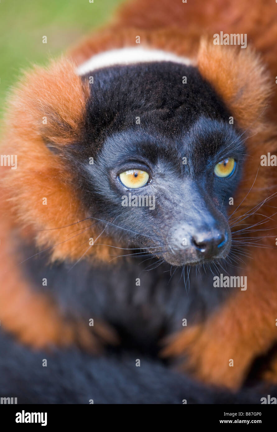 Red ruffed lemur, in captivity Stock Photo