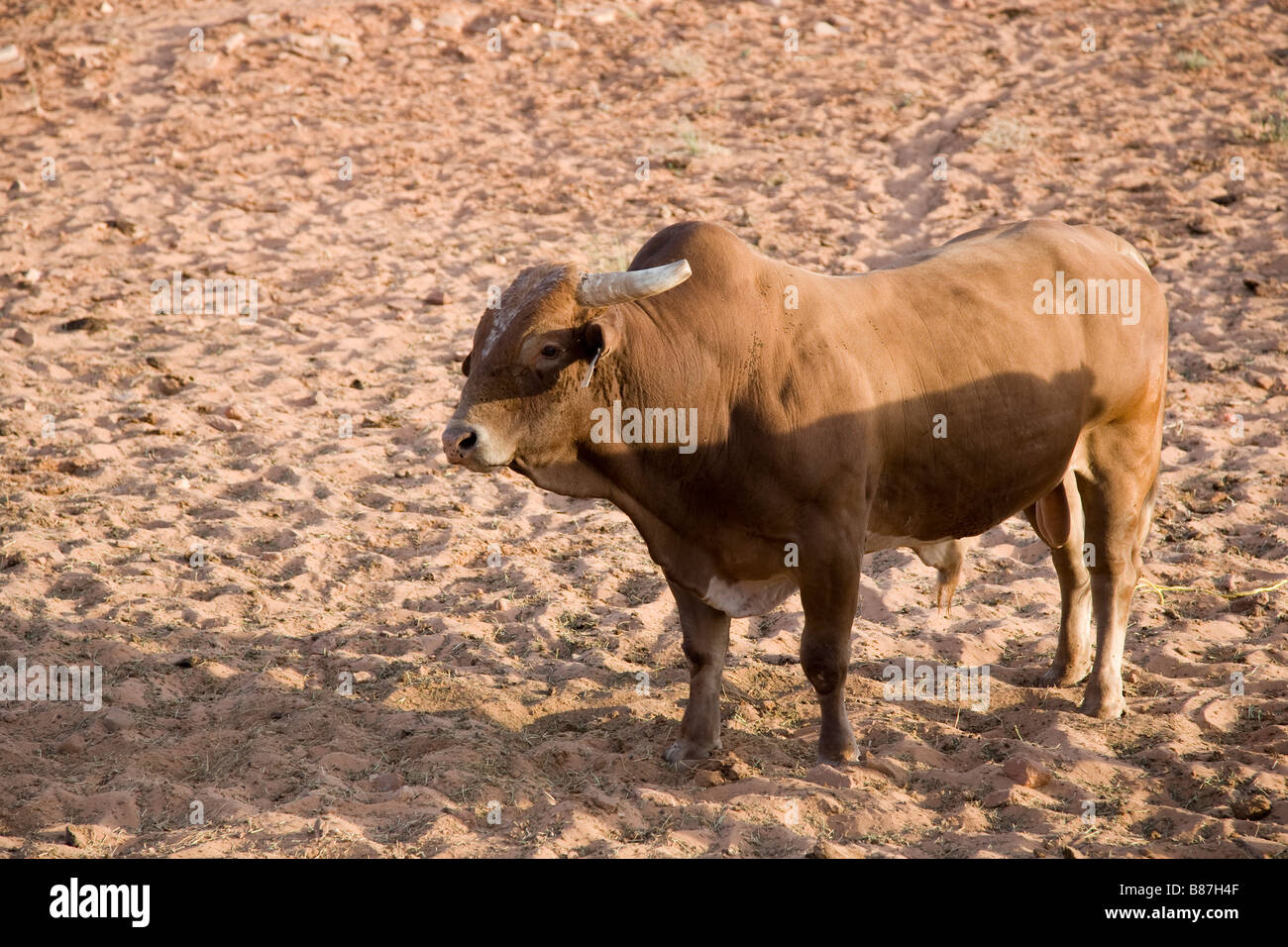 Cattle breeding in Arizona, USA Stock Photo