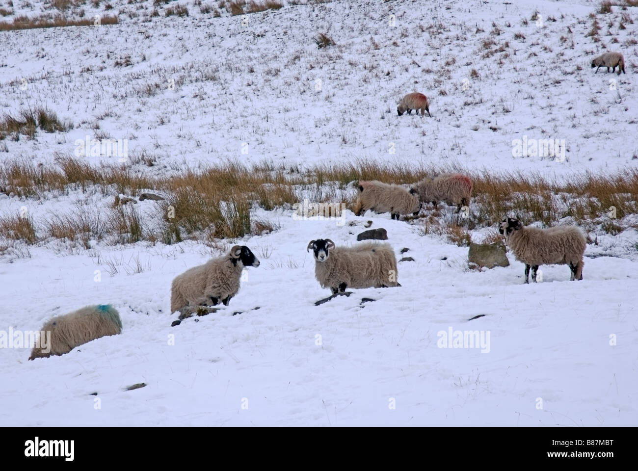 Swaledale sheep in the snow Stock Photo