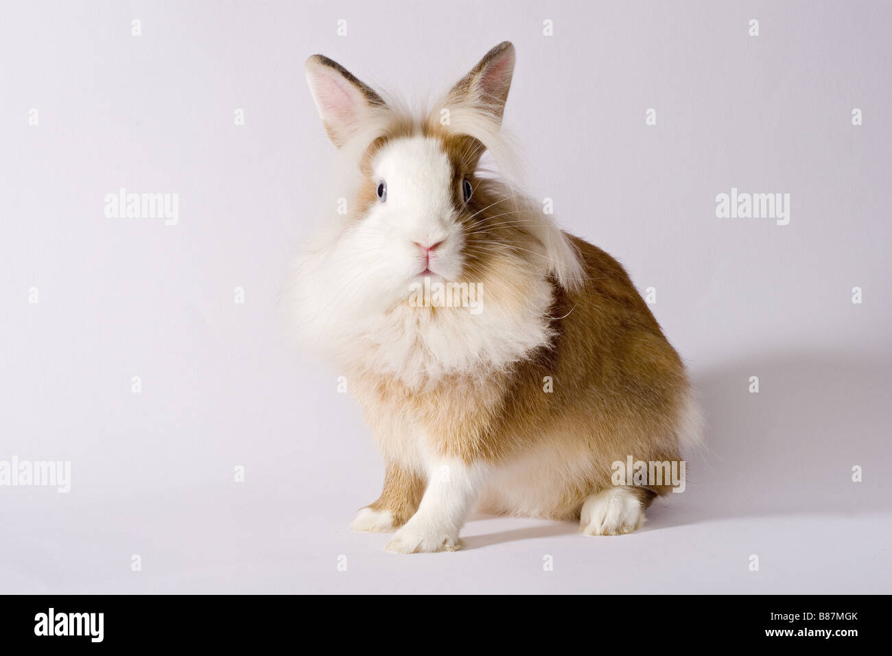 lion-headed dwarf rabbit - cut out Stock Photo - Alamy