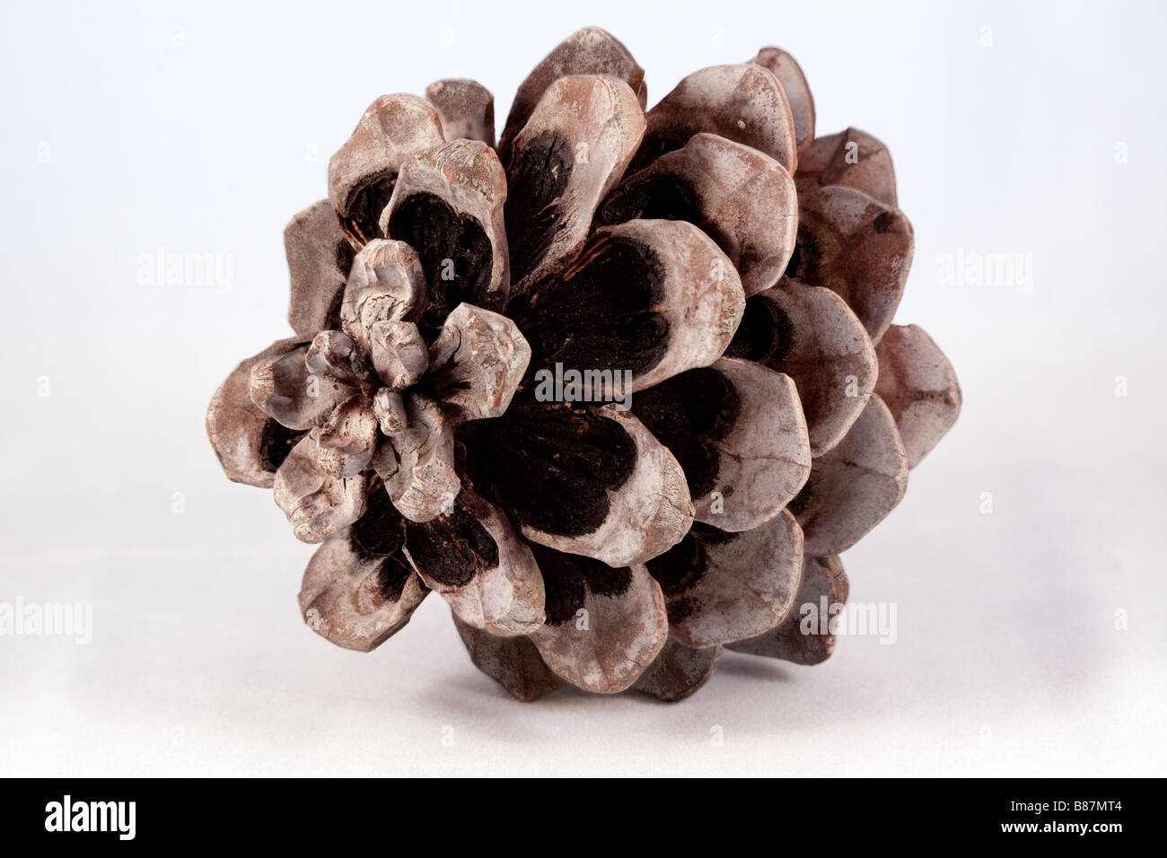 Open cone hi-res stock photography and images - Alamy